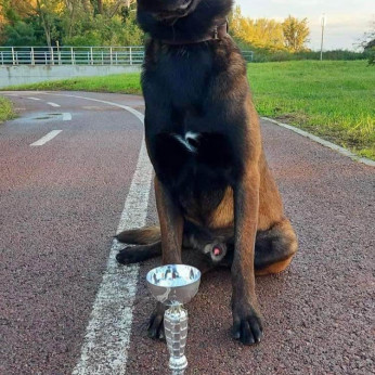 Malinois belga juhászkutya kölykök