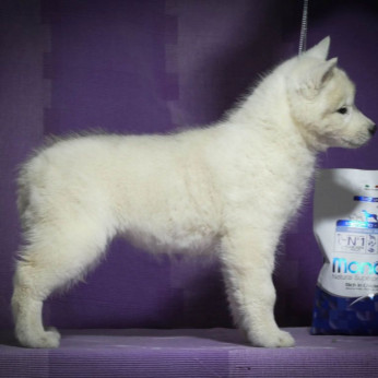 szibériai husky kölykök