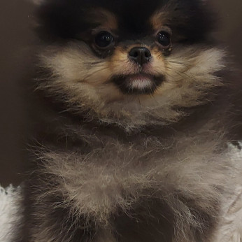 Pomerániaiak Boo kiskutyák eladók