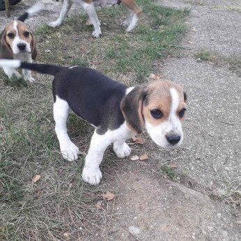 Beagle kiskutyák eladók