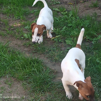 jack russel