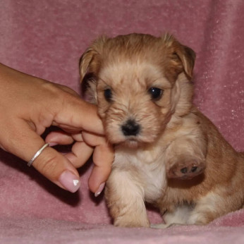 Havanese Bichon kölykök