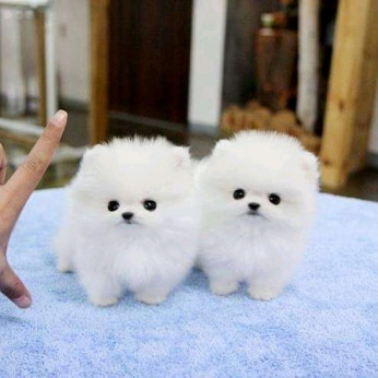 2 beautiful Pomeranian puppies Business WhatsApp: +37256348129
