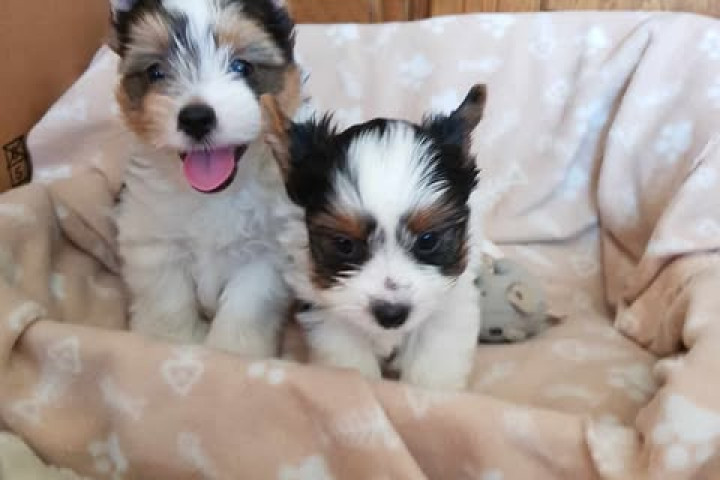 Biewer Yorki Yorkshire Terrier 2 hónapos kislány kisfiú eladó!