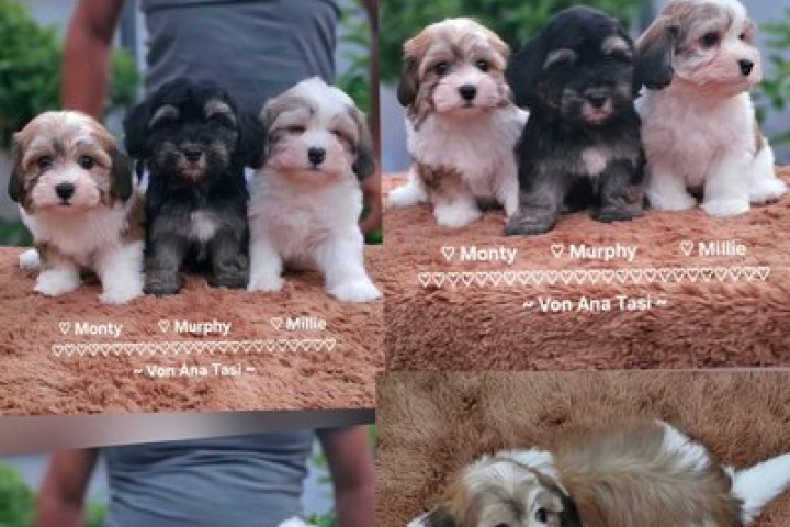 Top Havanese Bichonok