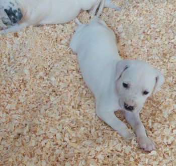 Damata anyától Argentin dog apától született tündéri kityusok