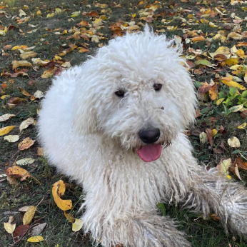 Cuki komondor szuka, 1,5 éves – Ingyen elvihető