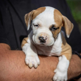 Amerikai Stafford terrier kölykök