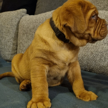 Bordeaux-i dog kiskutyák