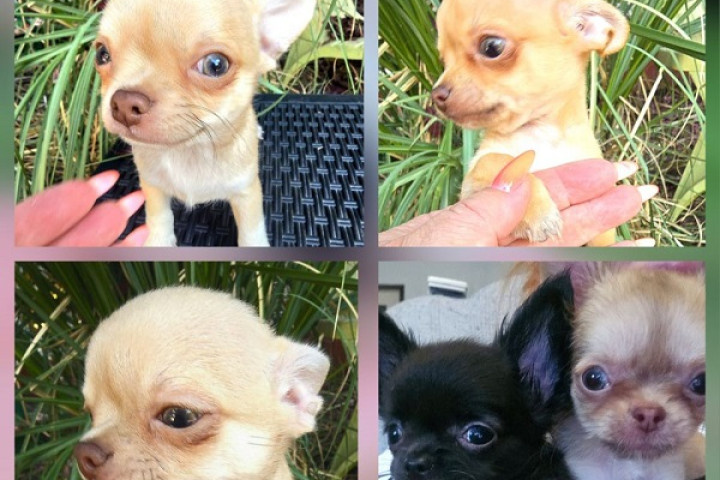 Mini és Micro Chihuahuák