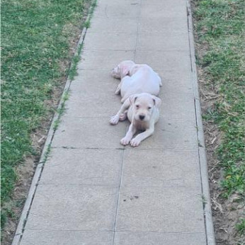 Dogo Argentino – Gyönyörű kölykök