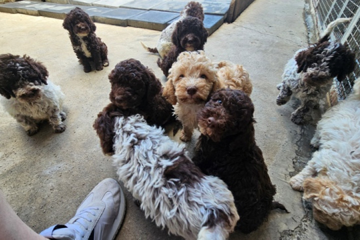 Lagotto Romagnolo kölykök