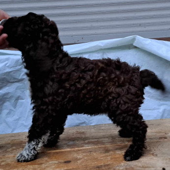 Lagotto Romagnolo kölykök