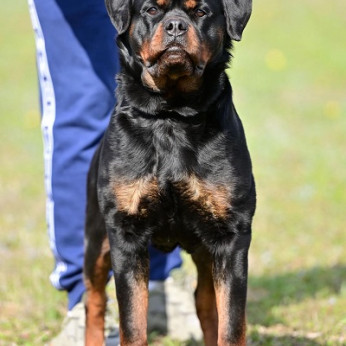 A ROTTWEILER legjobb alomja