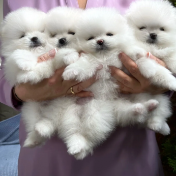 Mini pomerániai kölyökkutyák
