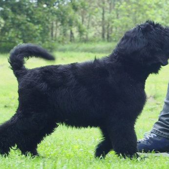 Fekete orosz terrier kölyökkutyák.