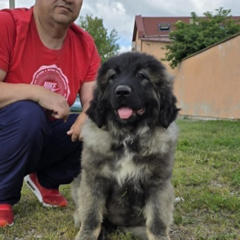 Kaukázusi juhász kölykök