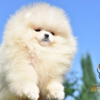 Pomerániai spitz kölykök