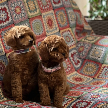 Toy Uszkár (Poodle) kölykök
