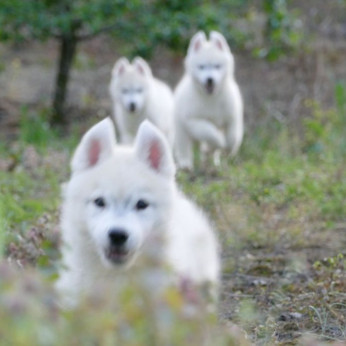 szibériai husky kölykök