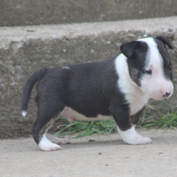 Mini bullterrier kölykök