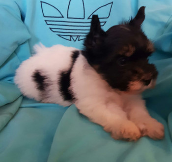Biewer yorkshire yorki kisfiú- kislány 2 x oltva gazdit keres!