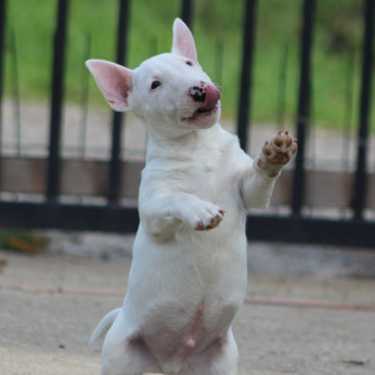 Mini Bull Terrier Kölyökkutyák