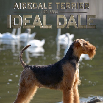 Airedale terrier GYÖNYÖRŰ kutyusok