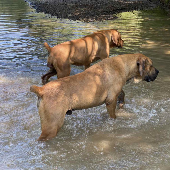 Dél-afrikai masztiff - Boerboel kölykök