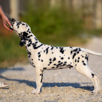 Dalmata kölyökkutyák