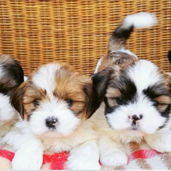 Lhasa Apso kölykök