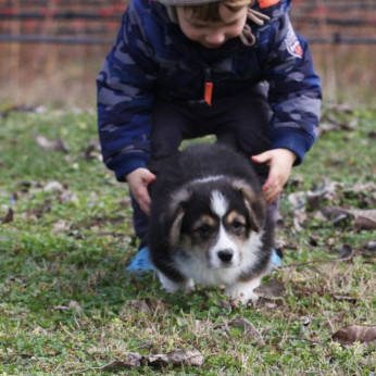 Pembroke walesi corgi kölykök