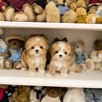 Gyönyörű Maltipoo kölykök eladók. Üzleti WhatsApp: +37256348129
