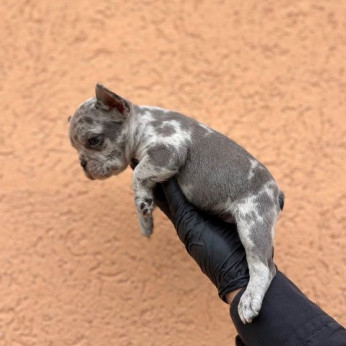 Egzotikus Francia Bulldog Balkán – KIVÁLÓ minőségű kölykök