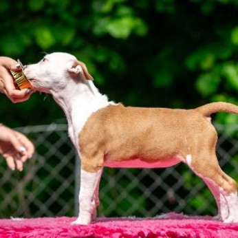 Amerikai staffordshire terrier kölykök