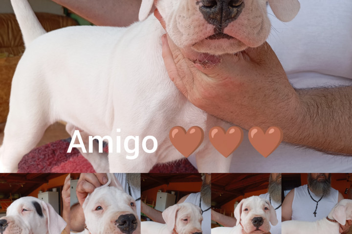 Argentin dog kiskutyàk szerb-magyar pàrosítàsból