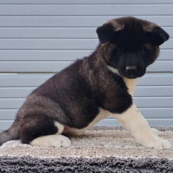 Amerikai akita TOP kölykök