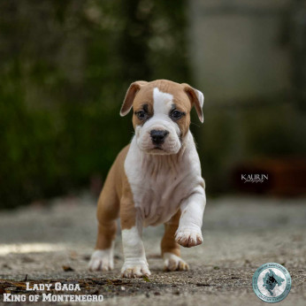 Amerikai Stafford terrier kölykök