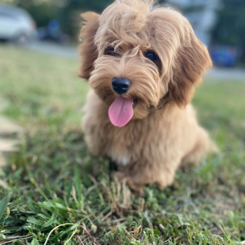 Havanese Bichon hím tenyészthető