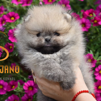 Pomerániai Boo, Tea csésze Pomerániai kiskutya