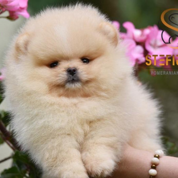 Pomeranian BOO macik, Pomerániai törpespicc kölykök