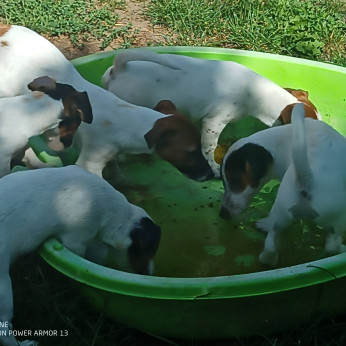jack russel