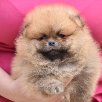 Pomerániai Boo kölykök