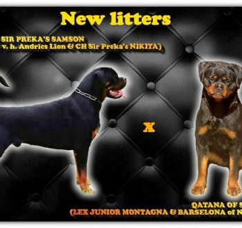Rottweiler kölykök