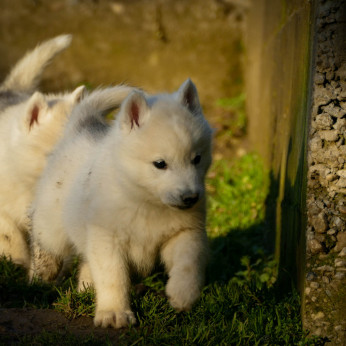 Szibériai husky kölykök