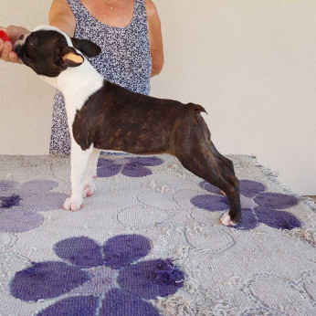 Boston terrier kölykök