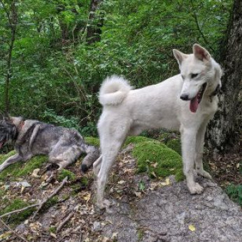Nyugat-szibériai Laika kölykök