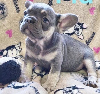 Francia bulldog kiskutyák