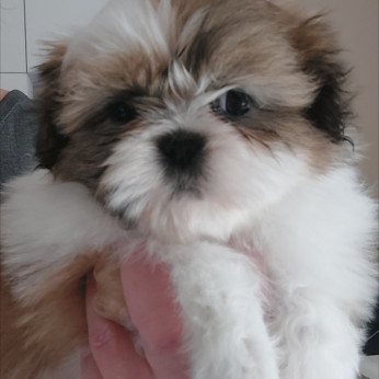Shih-tzu babák Eladók!