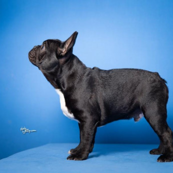 Francia bulldog kölykök